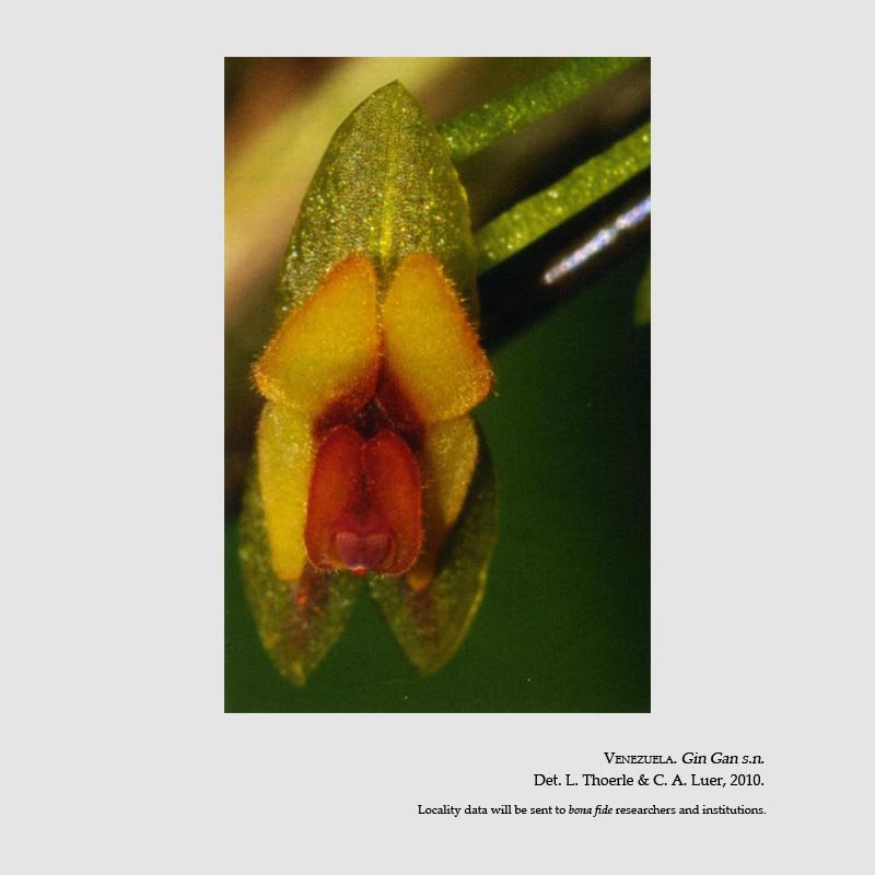 Lepanthes gin-ganii
