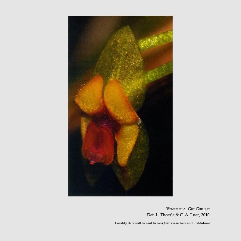 Lepanthes gin-ganii