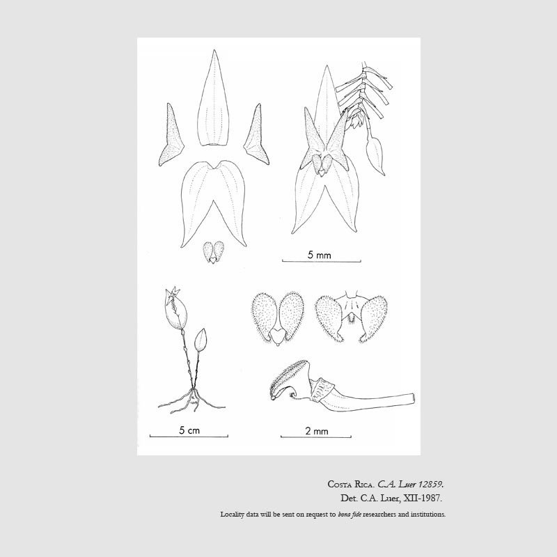 Lepanthes glicensteinii