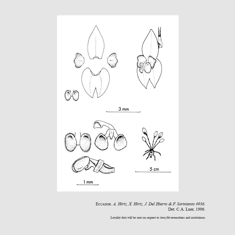 Lepanthes gnoma