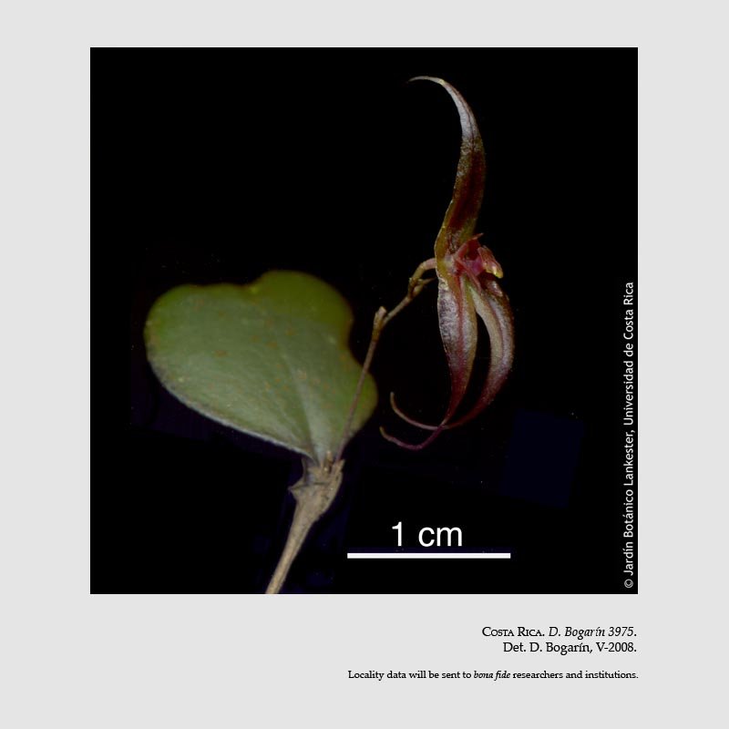 Lepanthes grandiflora