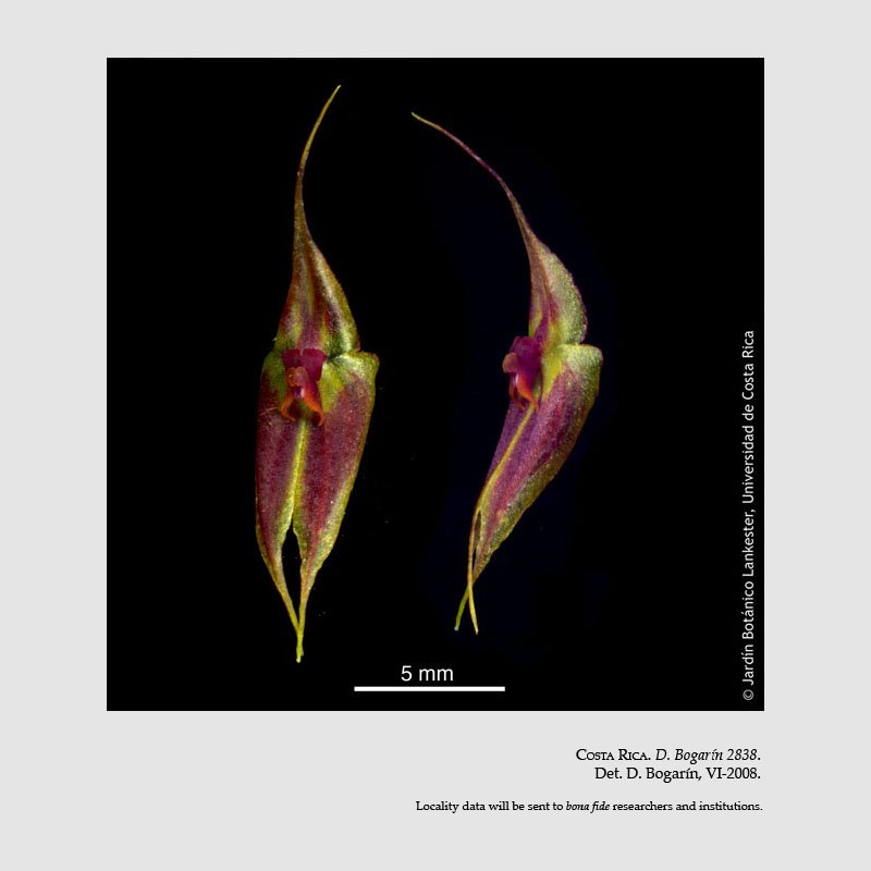 Lepanthes guanacastensis