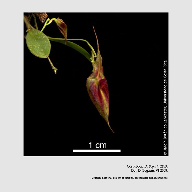 Lepanthes guanacastensis