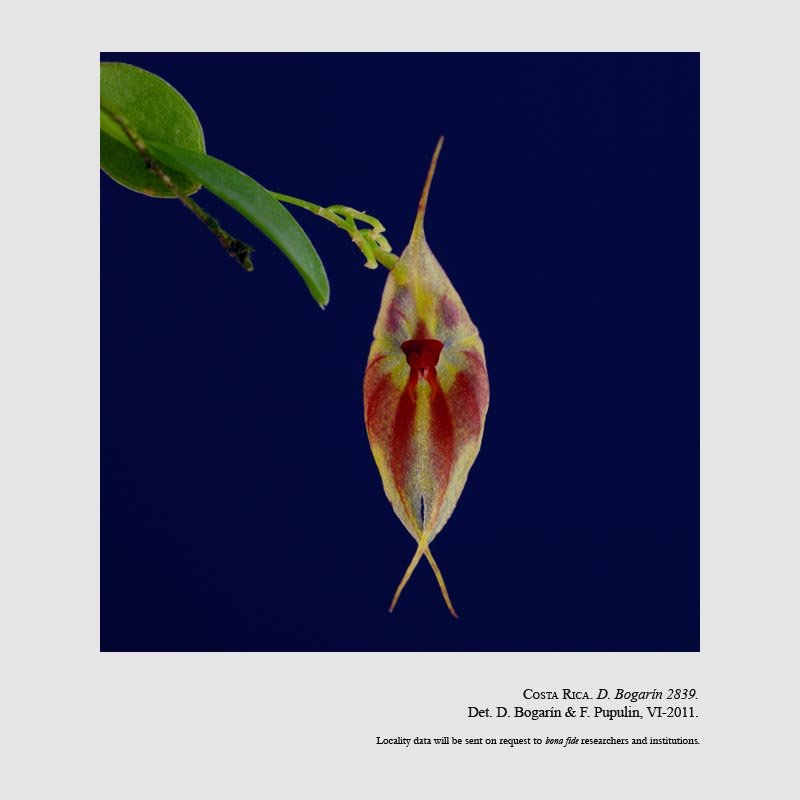 Lepanthes guanacastensis