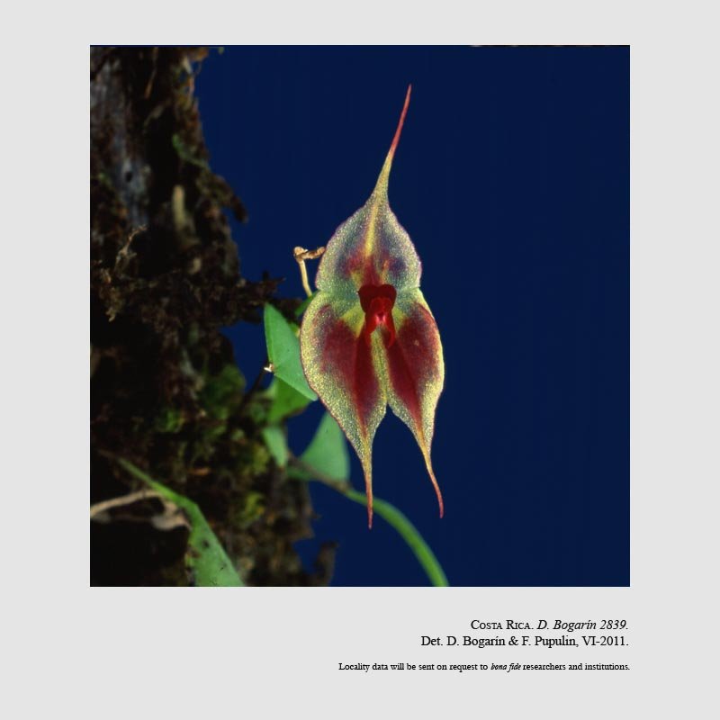 Lepanthes guanacastensis