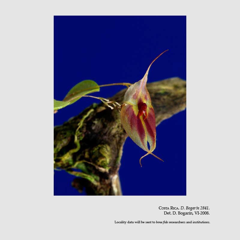 Lepanthes guanacastensis