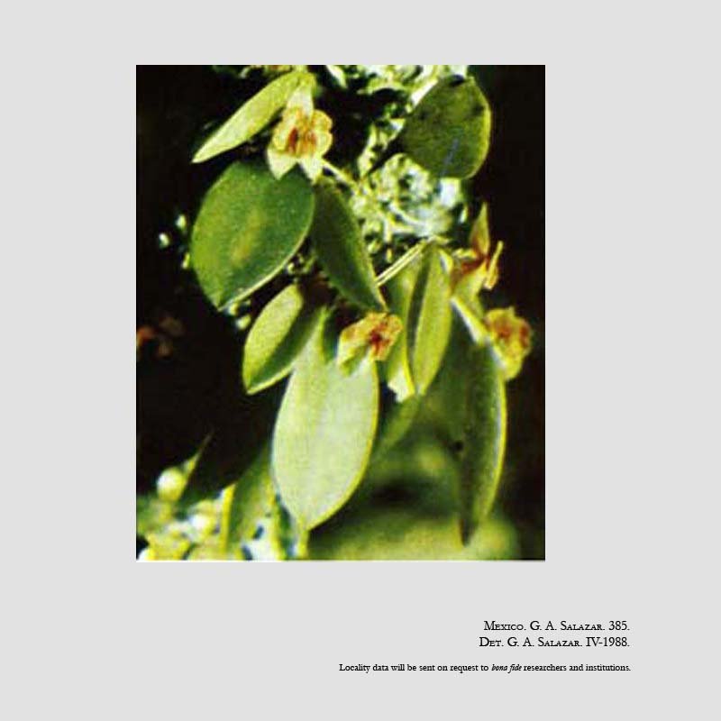 Lepanthes hagsateri