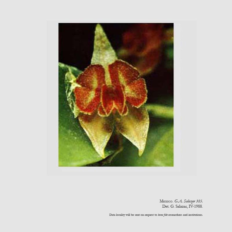 Lepanthes hagsateri