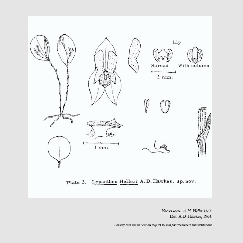 Lepanthes helleri