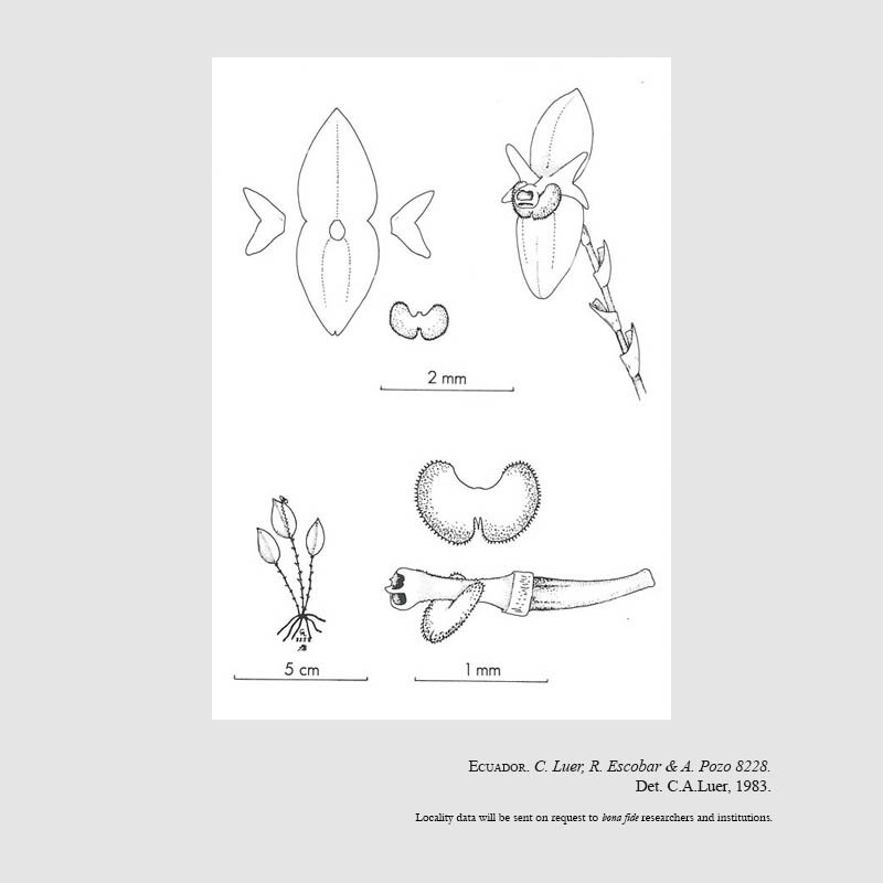 Lepanthes homotaxis