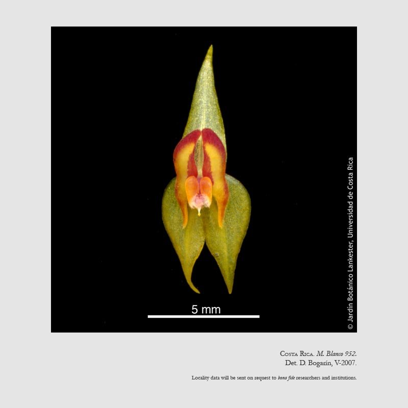 Lepanthes horichii
