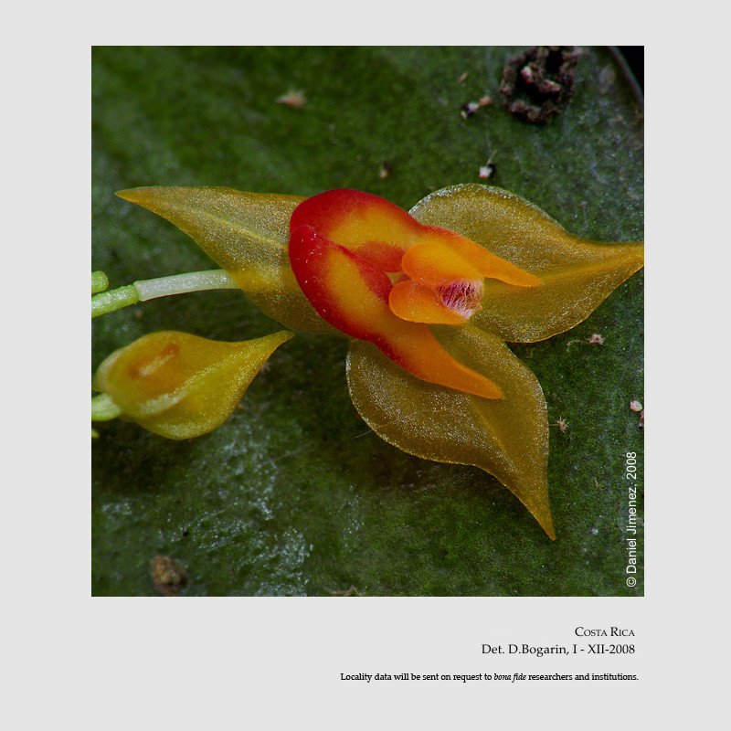 Lepanthes horichii