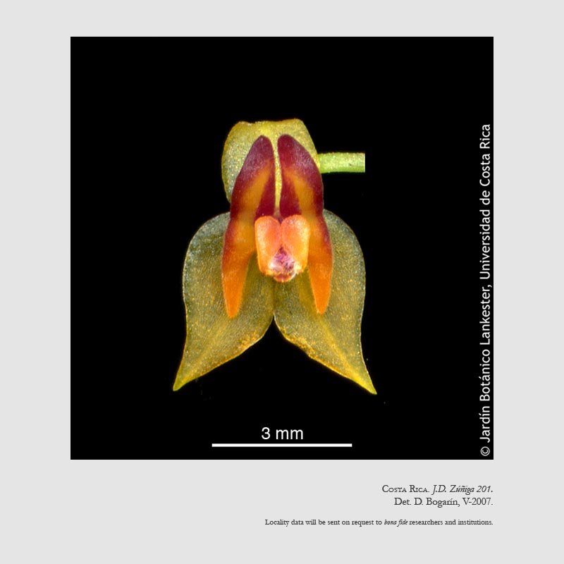 Lepanthes horichii