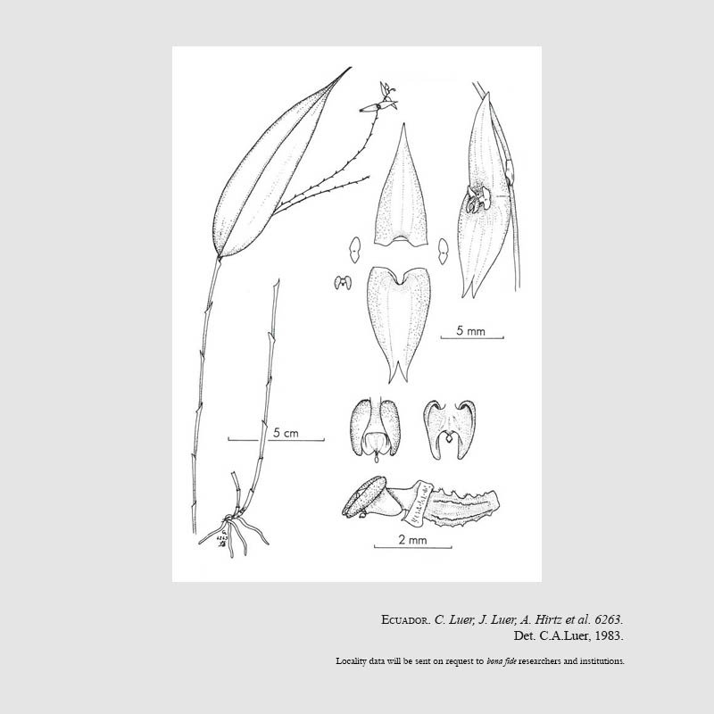 Lepanthes illex
