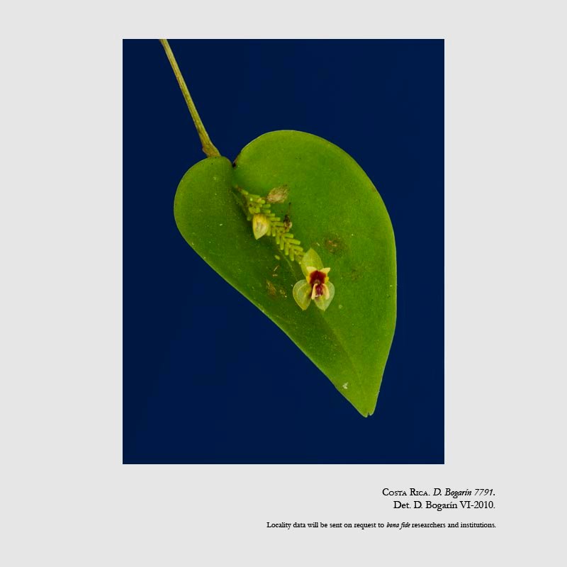 Lepanthes inescata