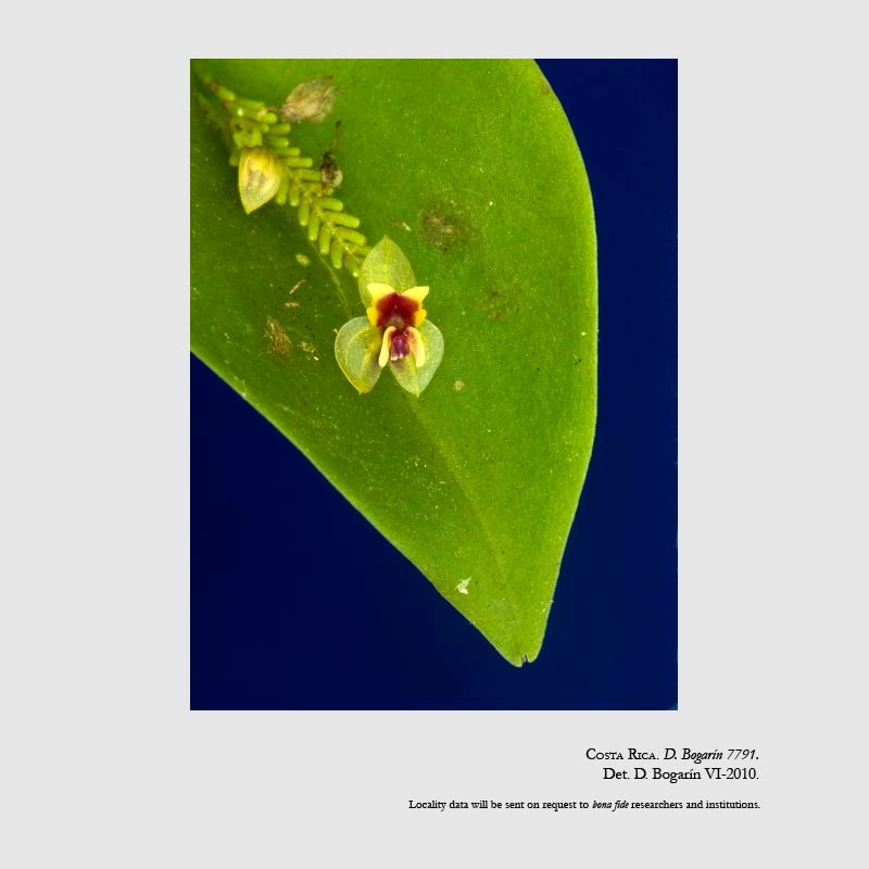 Lepanthes inescata