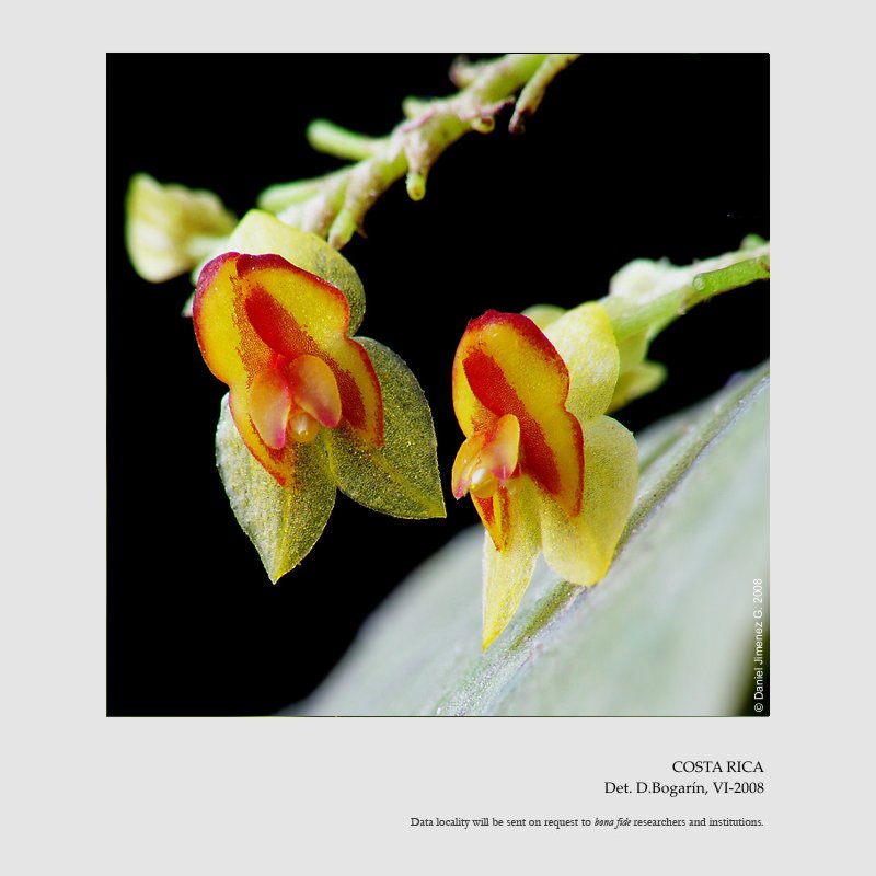 Lepanthes inornata