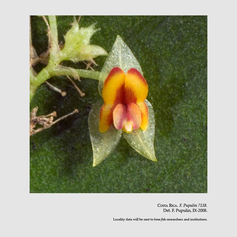 Lepanthes inornata
