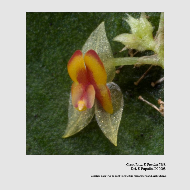 Lepanthes inornata