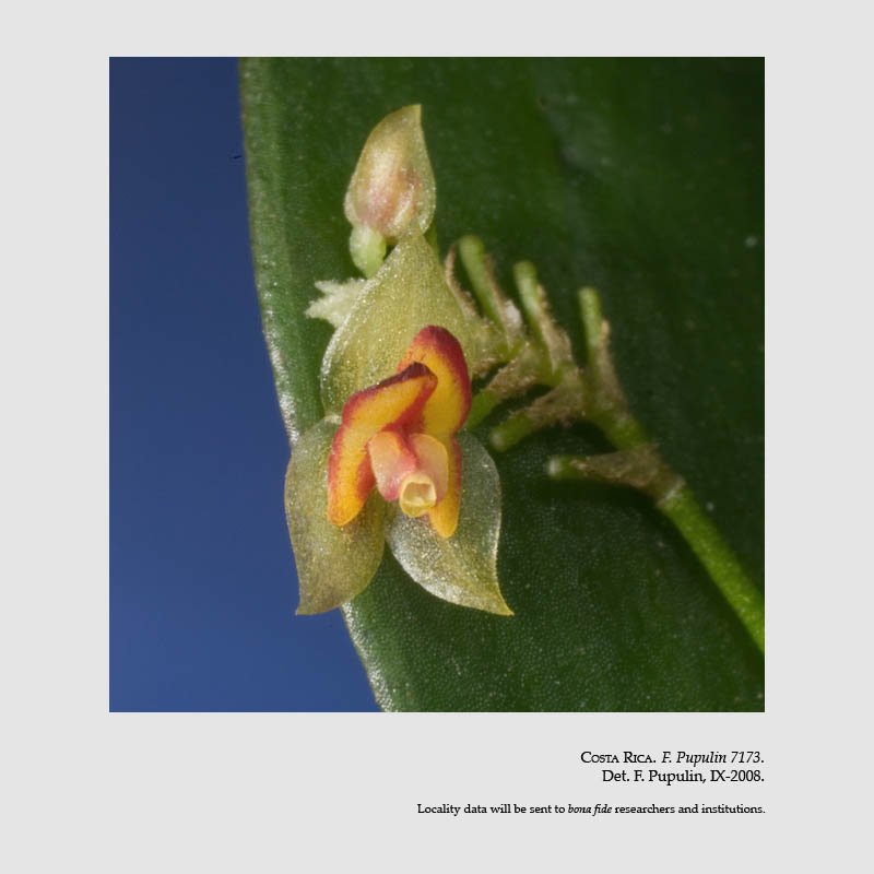 Lepanthes inornata