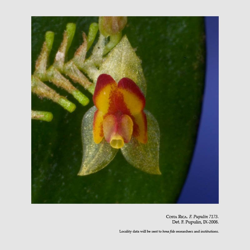 Lepanthes inornata