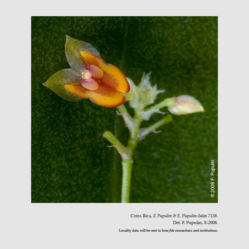 Lepanthes inornata