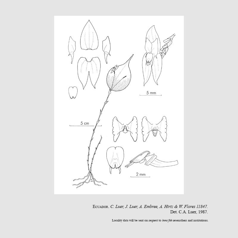 Lepanthes jackinpyxa