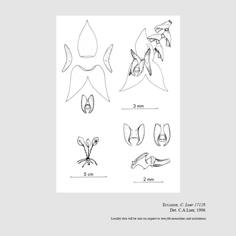 Lepanthes jayandella