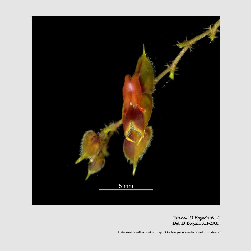 Lepanthes jimenezii