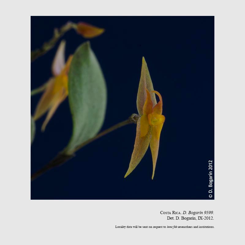 Lepanthes jugum