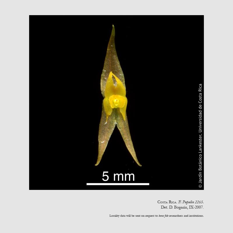 Lepanthes jugum