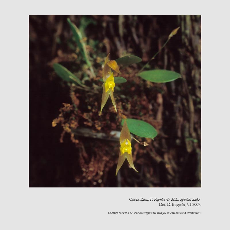 Lepanthes jugum