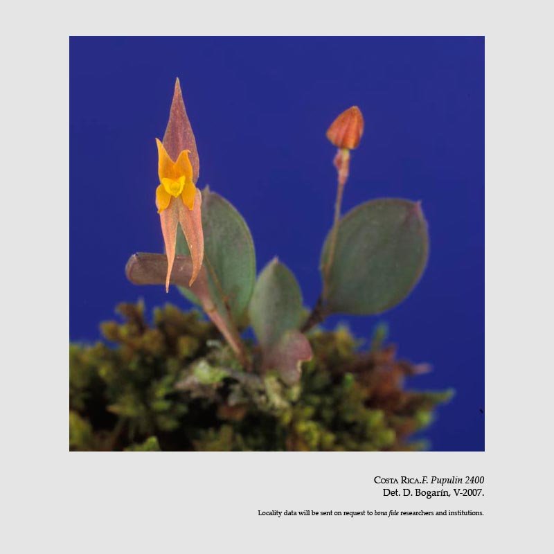 Lepanthes jugum