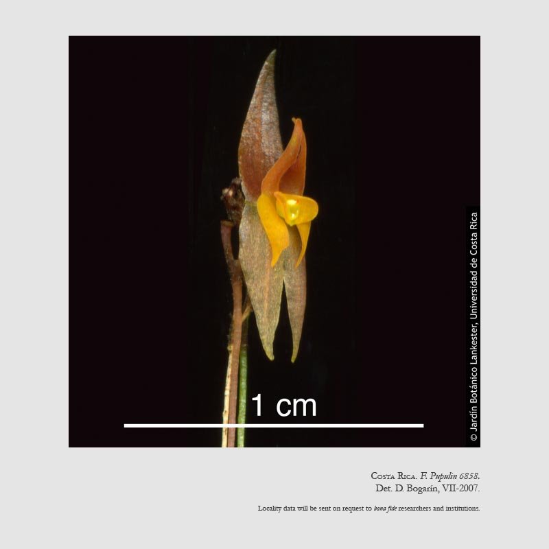 Lepanthes jugum