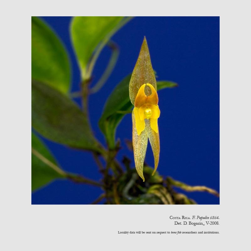 Lepanthes jugum