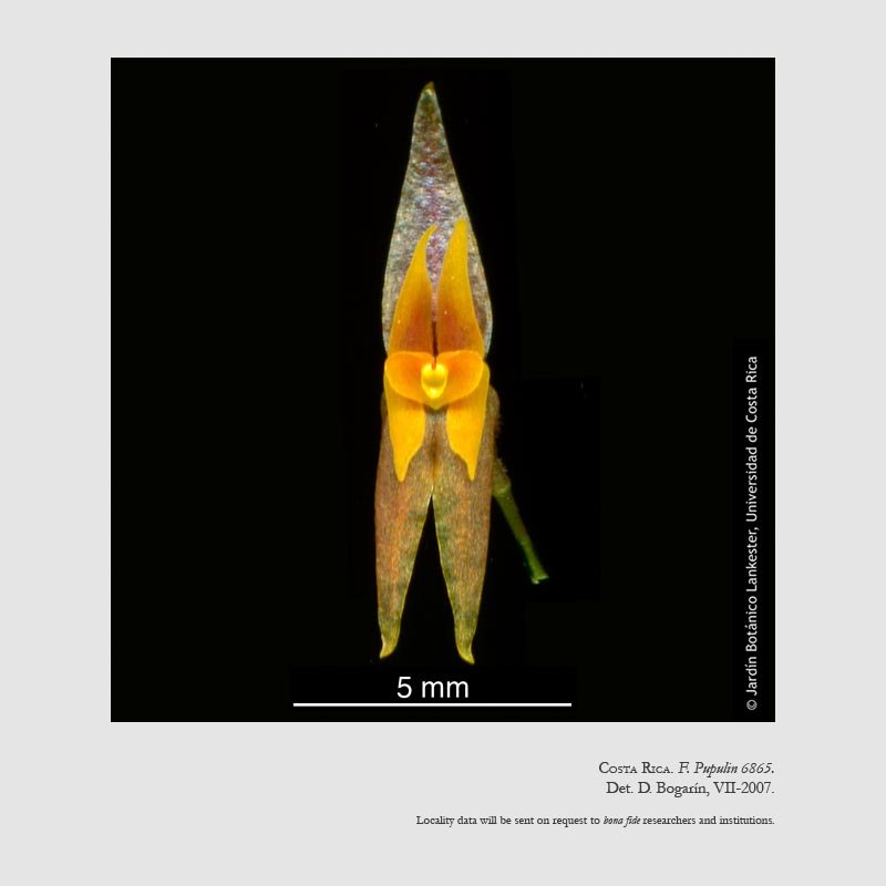 Lepanthes jugum