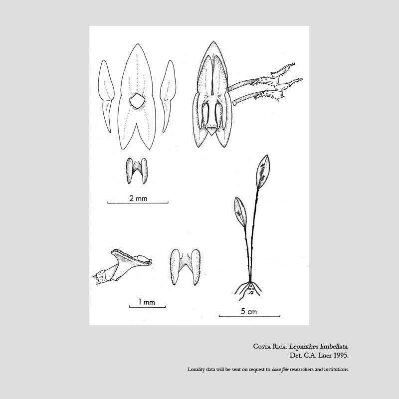 Lepanthes limbellata