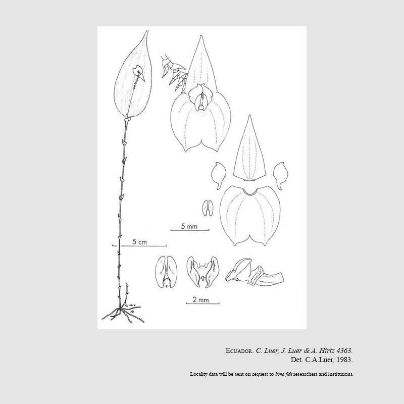 Lepanthes lloensis