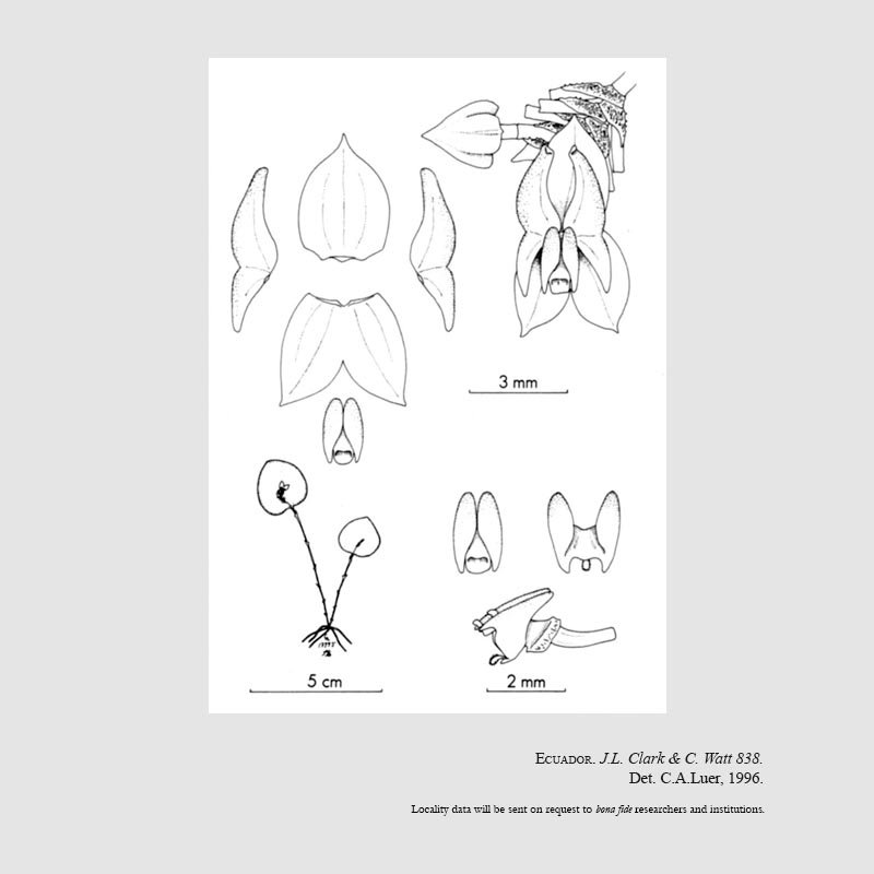 Lepanthes maccolmiana