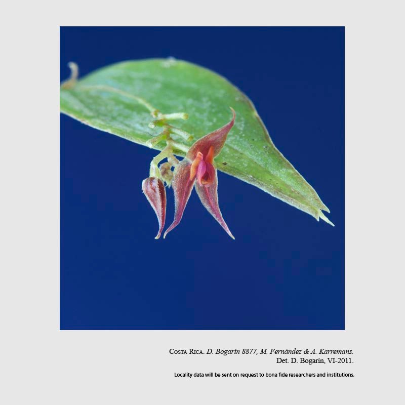 Lepanthes machogaffensis