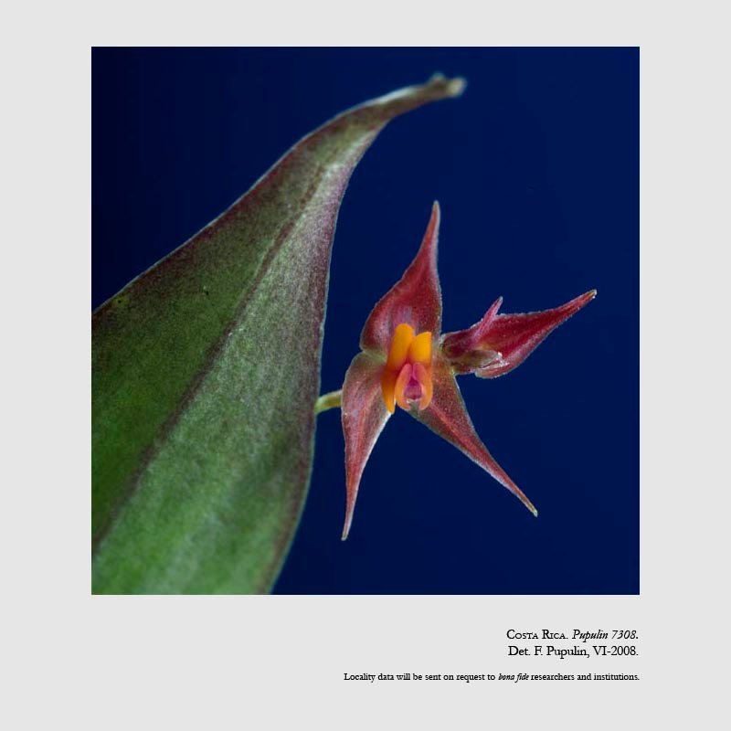 Lepanthes machogaffensis