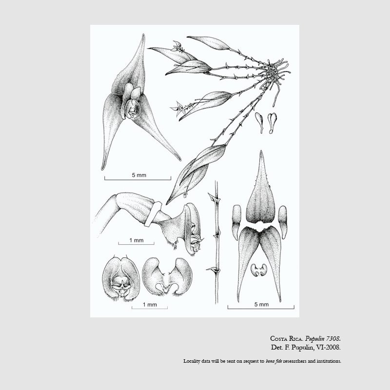 Lepanthes machogaffensis