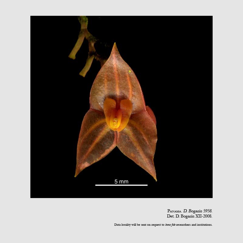 Lepanthes maduroi