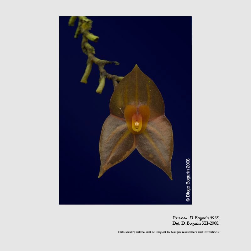 Lepanthes maduroi