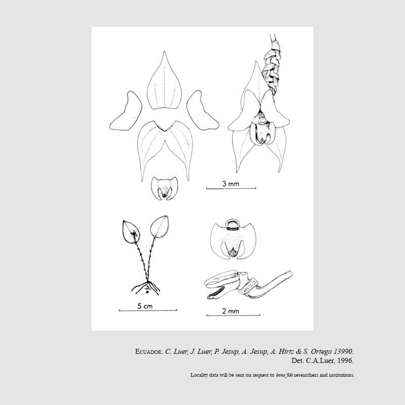 Lepanthes maxillaris