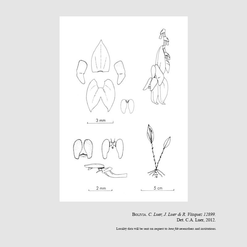 Lepanthes microphallica