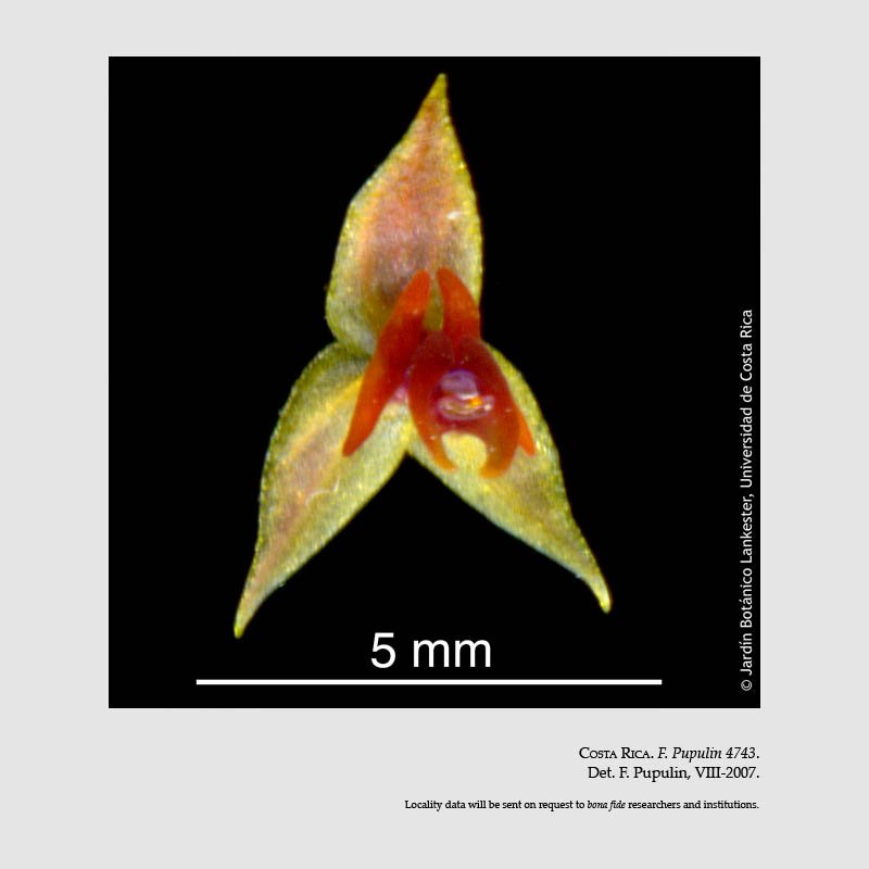 Lepanthes monteverdensis