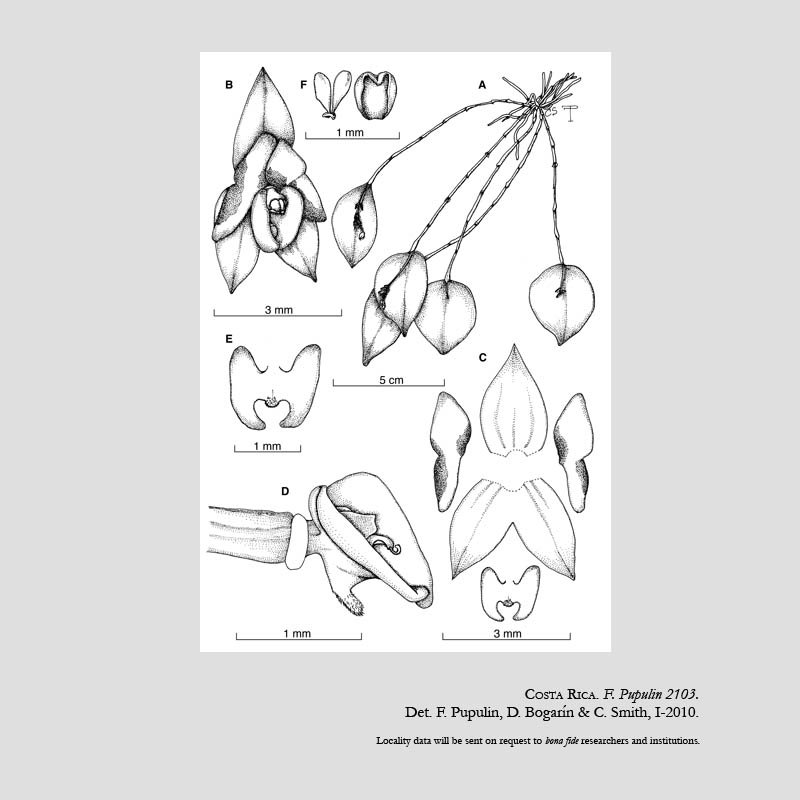 Lepanthes montis-narae