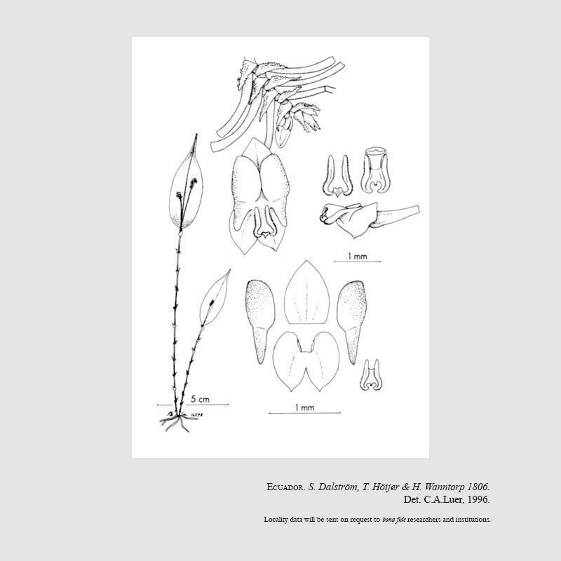 Lepanthes morleyi