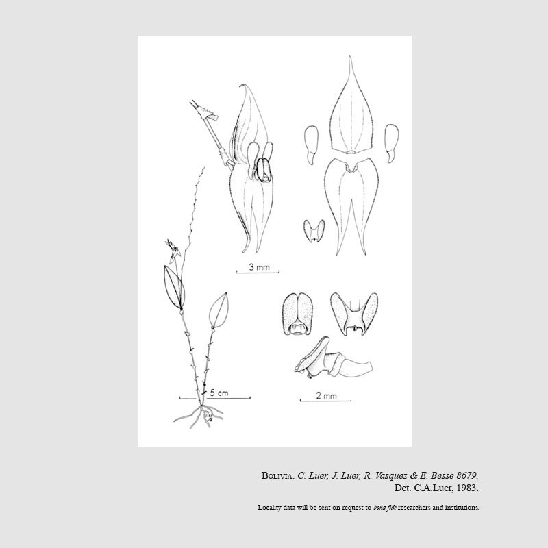 Lepanthes nebulina